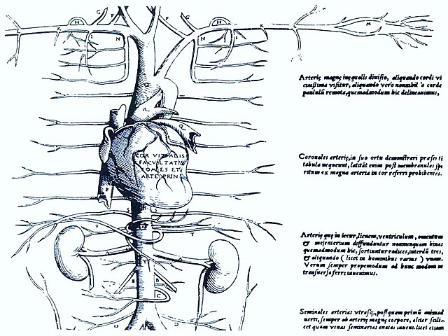 Descripción de la circulación pulmonar. Miguel Servert.