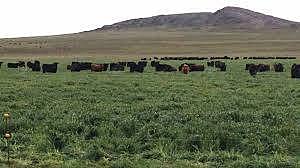 Modelo economico: estancia mixta