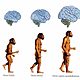 Evolucion humana