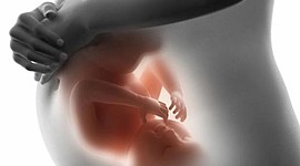 Timeline: Desarrollo Prenatal