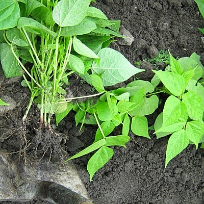 Timeline: Historia de la Microbiología del suelo