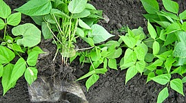 Timeline: Historia de la Microbiología del suelo