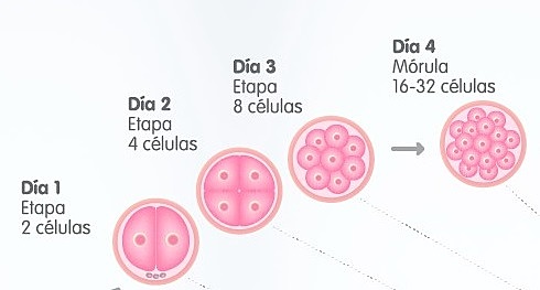 División de células