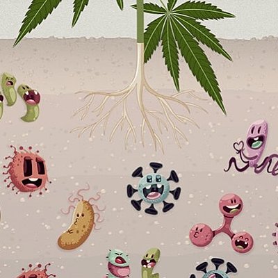 Timeline: Historia de la Microbiología del Suelo