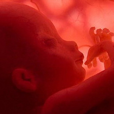 Timeline: DESARROLLO PRENATAL