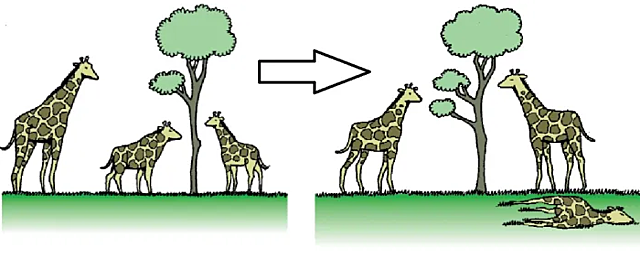 Early Natural Selection Theory