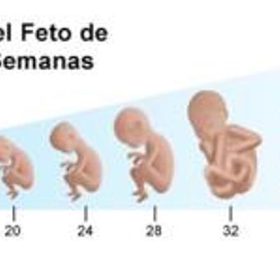 Timeline: Desarrollo Prenatal, Fecundación-Nacimiento, Tiempo Aproximado