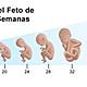 Crecimiento del feto
