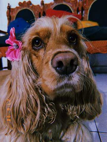 MI PRIMERA MASCOTA