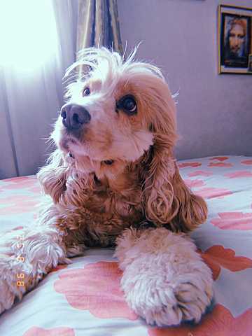 ADOPTE A MI OTRA MASCOTA