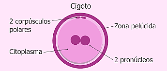 Periodo Germinal, semana 1