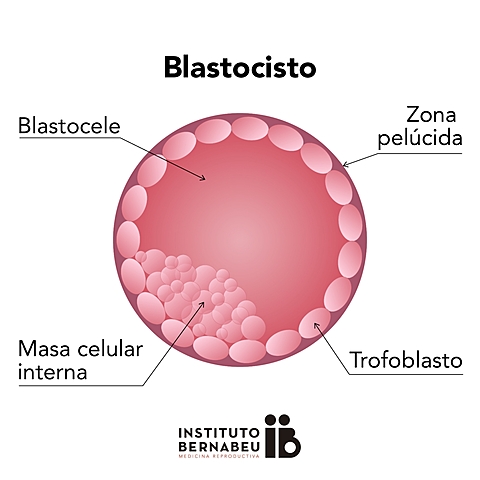 Periodo Germinal, semana 2