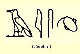 Primera referencia a un daño cerebral