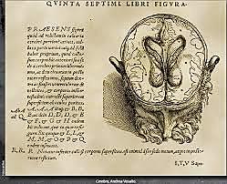 Descubrimiento de diferentes trastornos cognoscitivos