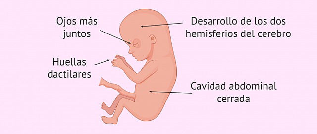 Período Fetal, semanas 9-13