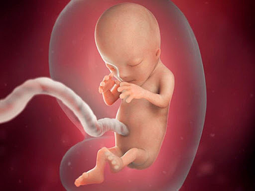 Período Fetal, semanas 13-26