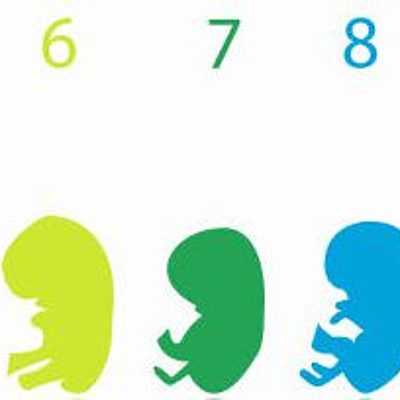 Timeline: DESARROLLO PRENATAL
