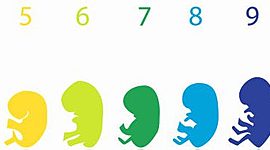 Timeline: DESARROLLO PRENATAL