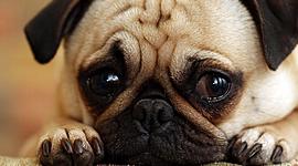 Timeline: LA HISTORIA DEL DISEÑO GRÁFICO