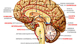 Timeline: Historia de la Neuropsicología