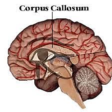 Alteración cognoscitiva en caso de daño cerebral 3500 a.c
