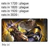 Suspected Bubonic Plague