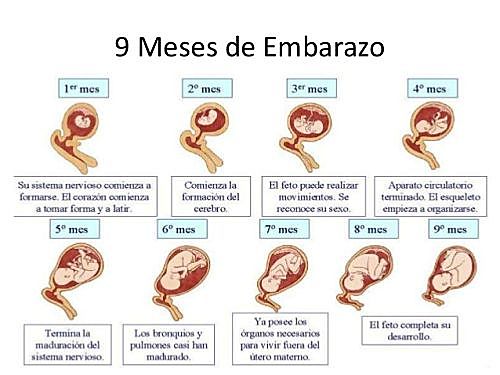 Desarrollo Prenatal