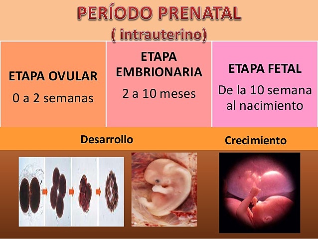 Periodos Prenatales