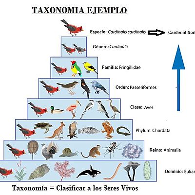 Timeline: Historia de la Taxonomía