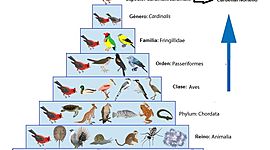 Timeline: Historia de la Taxonomía