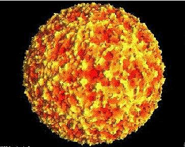 Friedrich Loeffler y Paul Frosch