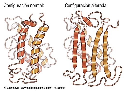 D. Carleton Gajdusek y B aruch Blumberg