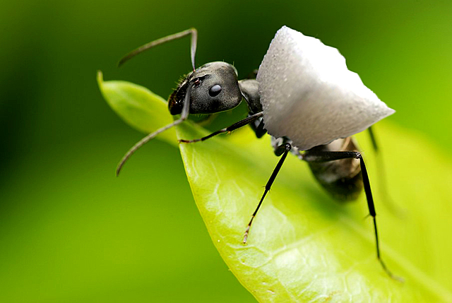 Era la ultima hormiga de  la caravana...
