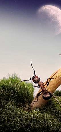 la hormiga se detuvo y..