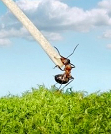 al ver que su terron de  azucar se partio, siguio su camino pero..