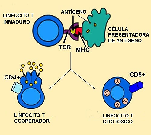 Rolf Zinkernagel y Peter Doherty