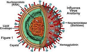 Pandemia Mundial llamada Influenza Porcina