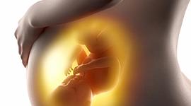 Timeline: Desarrollo Prenatal