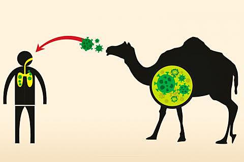coronavirus causante del síndrome respiratorio del Medio Oriente (MERS)