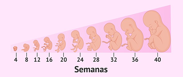 Fase prenatal