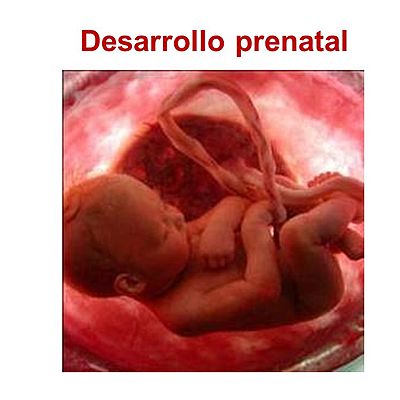 Timeline: Desarrollo Prenatal
