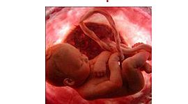 Timeline: Desarrollo Prenatal