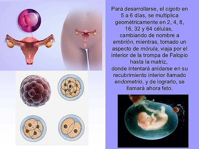 Día 5. El Cigoto llega al Útero - Período Fetal