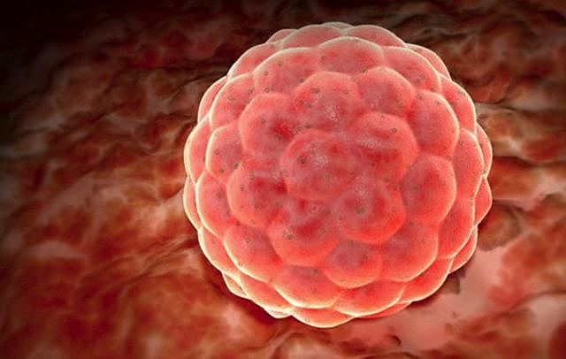 Semana 1 de Embarazo