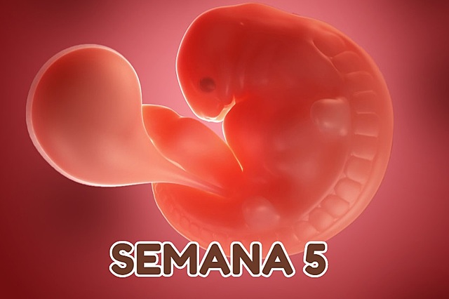 Semana 5 de Embarazo