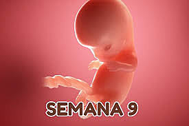 Semana 9 de Embarazo