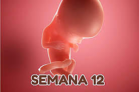 Semana 12 de Embarazo