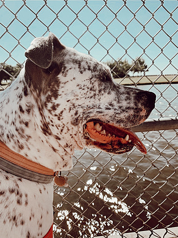 adopted my fur baby, Seta