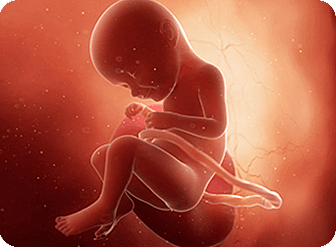 Semana 32 de Embarazo