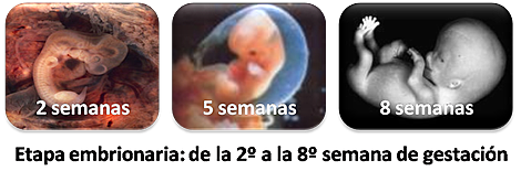 Etapa embrionaria